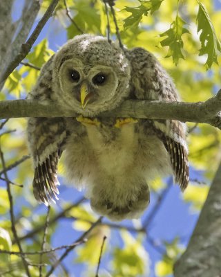 Barred Owlet looks down over branch