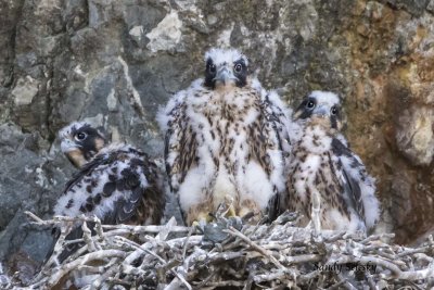 Peregrine baby trio wait patiently for feeding