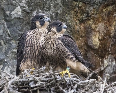 Peregrine fledgling pair stare right together