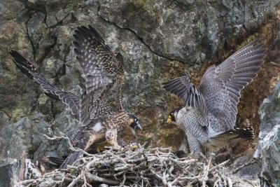 Peregrine fledgling greets mom on nest, both with wings up