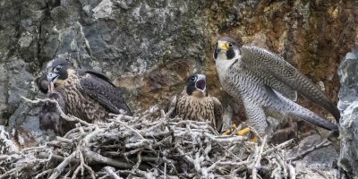 Peregrine mom about to leave 2 young, 1 with prey on nest