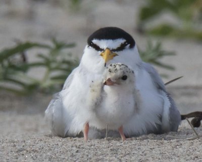 Least Tern baby poses in front of mom