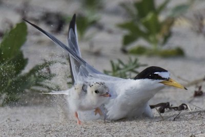 Least Tern baby runs as mom kicks up sand