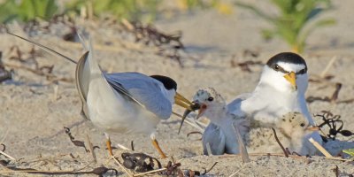 Least Tern dad feeds baby while 2nd rests by mom