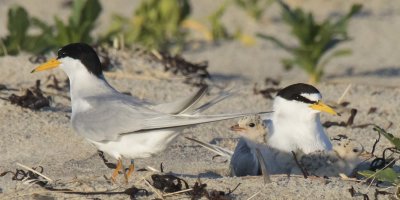 Least Tern family, mom cuddles 2 babies