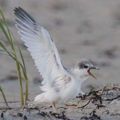 Least Tern baby yelling with wings up