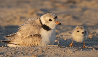 Piping Plover mom and baby at sunset