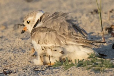 Piping Plover baby cuddle