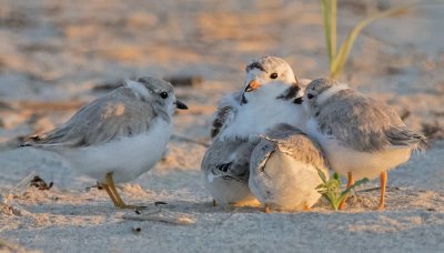 Piping Plover mom cuddles 2 under and 2 near her