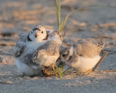 Piping Plover mom cuddles 3 big babies and 4th tries to get in
