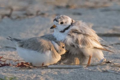 Piping Plover mom cuddles as 4th baby tries to get under