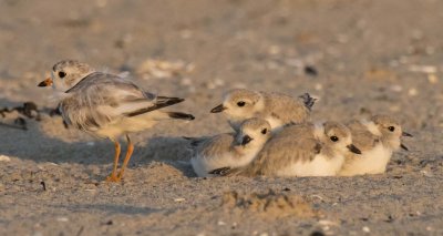 Piping Plover and 4 big babies