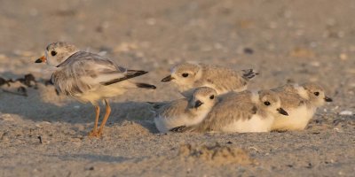 Piping Plover mom with 4 big babies