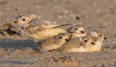 Piping Plover and 4 big babies