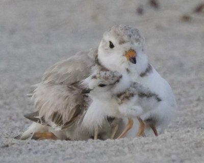 Piping Plover baby walks in front of mom cuddling