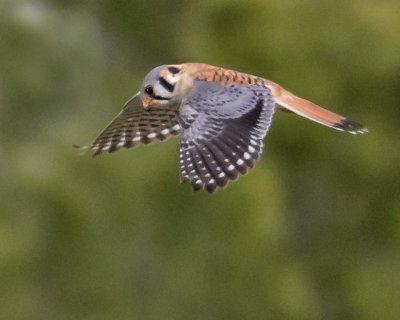 Kestrel male hovering