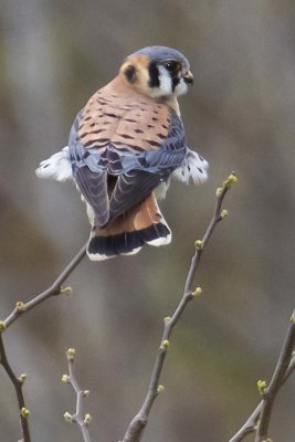 Kestrel about to stretch from back