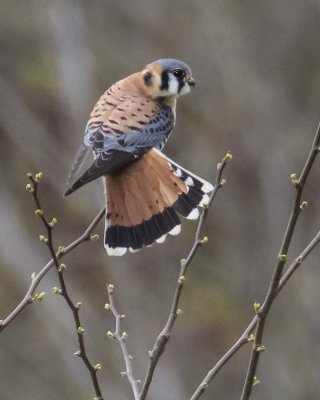 Kestrel stretching