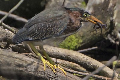 Green Heron fledgling catches a tadpole