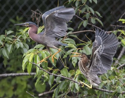 Green Heron mom leaving fledgling in tree