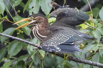 Green Heron fledgling balancing on branch
