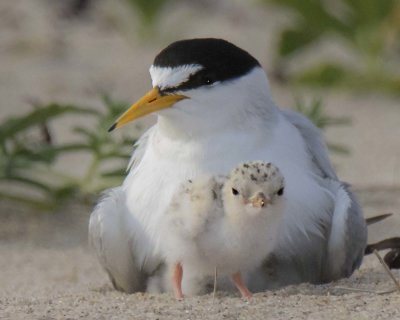 Least Tern baby poses in front of mom