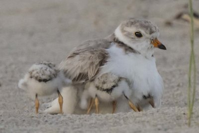 Piping Plover mom with 4 babies, 3 trying to stay under