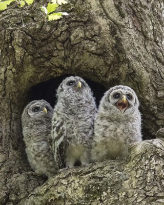 Barred Owlet trio at hole, one yelling