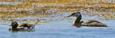 Red-necked Grebe and male Long-tailed Duck in August