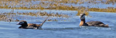 Red-necked Grebe and male Long-tailed Duck in August