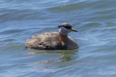 Red-necked Grebe