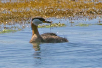 Red-necked Grebe