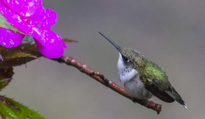 Hummingbird on branch stares at flower