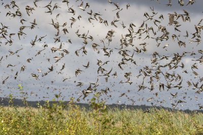 Swallow spectacle
