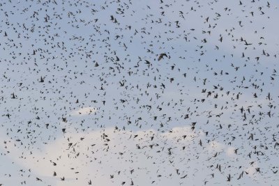 Swallow spectacle