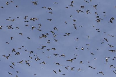 Swallow spectacle