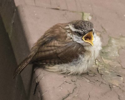 Carolina Wren baby calling on railing
