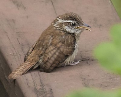 Carolina Wren baby waits on deck railing