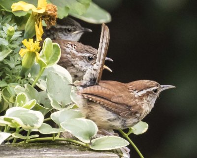 Carolina Wren mom leaving 2 babies in plant