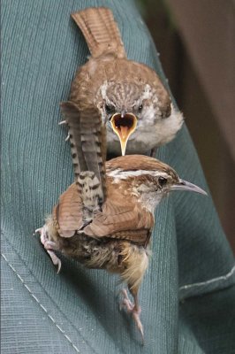Carolina Wren baby begs mom for food on deck cover