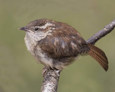 Carolina Wren baby after a bath