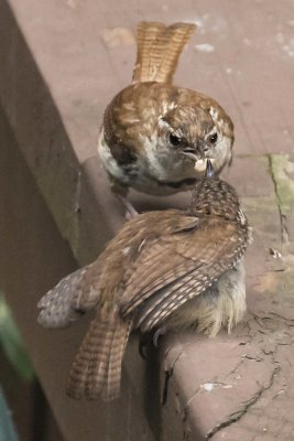 Carolina Wren mom feeds baby a seed on railing