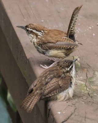 Carolina Wren mom about to leave baby on railing