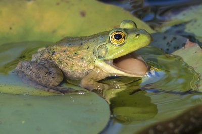 Frog hoping for a bug in its mouth
