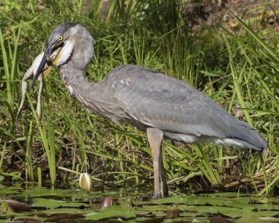 Great Blue Heron about to swallow bullfrog