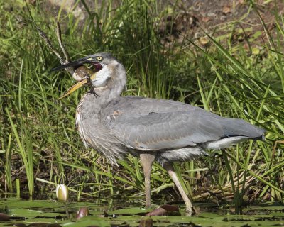 Great Blue Heron about to swallow huge bullfrog