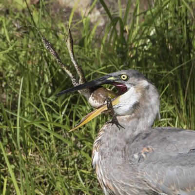 Great Blue Heron about to swallow huge bullfrog