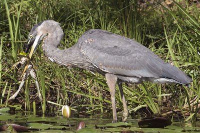 Great Blue Heron picks up huge bullfrog
