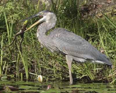 Great Blue Heron with beak open and frot