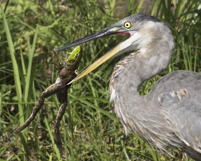 Great Blue Heron with beak open and frog closer.jpg